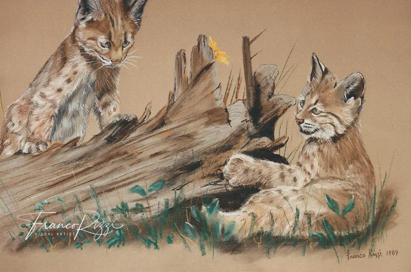 Bobcat Cubs — Pastels by Franco Rizzi
