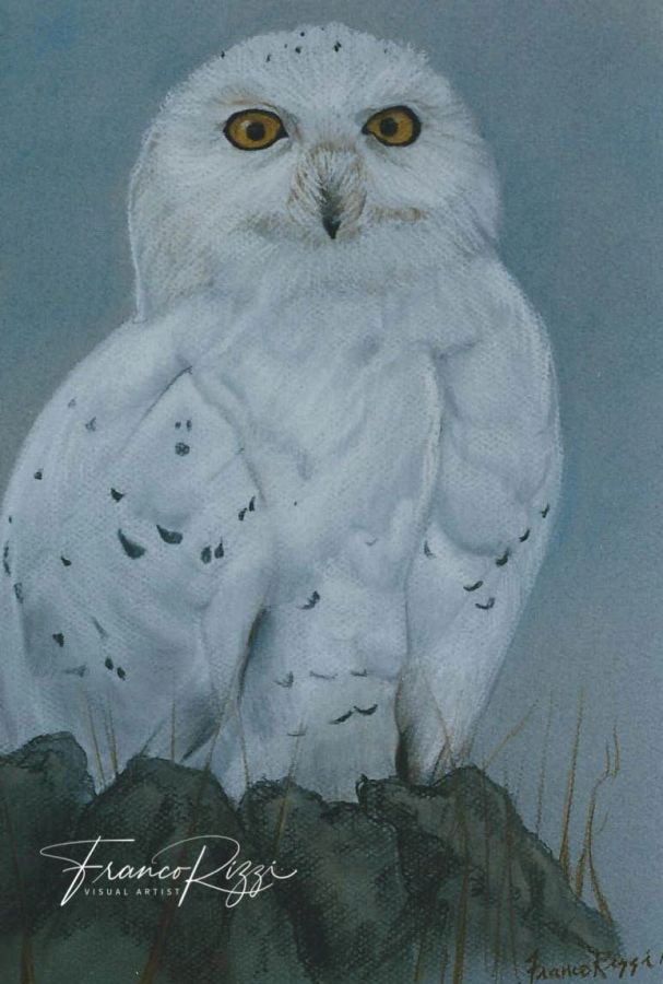 Snowy Owl — Pastels by Franco Rizzi